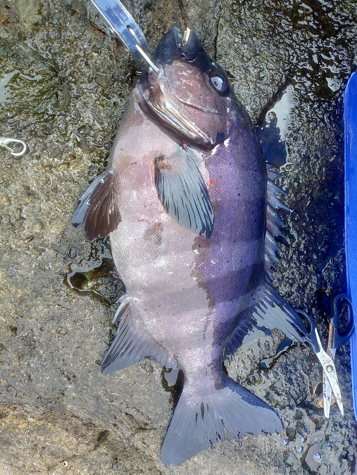 株式会社アスク釣り部第２弾釣行