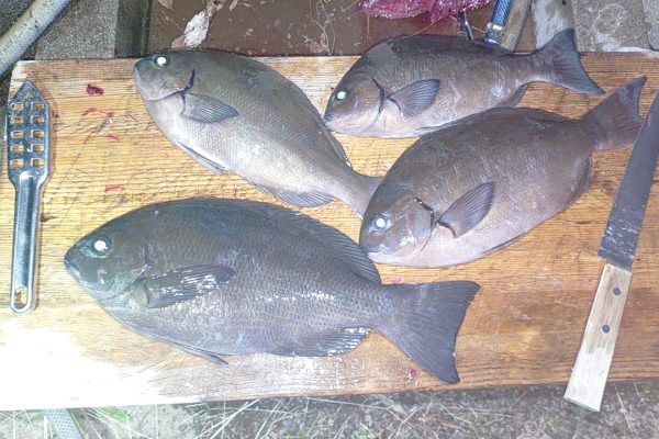 男の無駄なプライドより釣果優先回